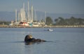 Female Sea Otter