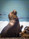 Female sea wolf in the coast of Argentina Royalty Free Stock Photo