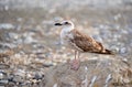 Female seagull resting over a rock in the beach Royalty Free Stock Photo