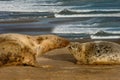 Female Seal with her pup Royalty Free Stock Photo