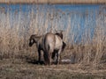 Female of the semi-wild Polish Konik horse next to her newborn baby foal minutes after giving birth in river water in floodland Royalty Free Stock Photo