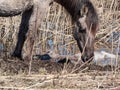 Female of the semi-wild Polish Konik horse next to her newborn baby foal minutes after giving birth in river water in floodland Royalty Free Stock Photo