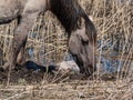 Female of the semi-wild Polish Konik horse next to her newborn baby foal minutes after giving birth in river water in floodland Royalty Free Stock Photo