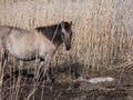 Female of the semi-wild Polish Konik horse next to her newborn baby foal minutes after giving birth in river water in floodland Royalty Free Stock Photo