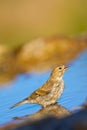 Female Serin, Serinus serinus