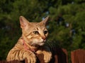 Female Serval Savannah Cat Royalty Free Stock Photo