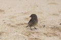 Female sharp-beaked ground finch seen standing on desert islet beach off Puerto Baquerizo Moreno