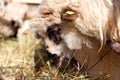 Female sheep eating in byre with the flock Royalty Free Stock Photo