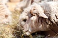 Female sheep eating grass and hay in farm Royalty Free Stock Photo