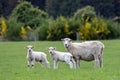 Female Sheep with lambs