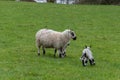 Female sheep with newborn lamb in lush green meadow in Spring Time. Royalty Free Stock Photo