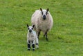 Female sheep with newborn lamb in lush green meadow in Spring Time. Royalty Free Stock Photo