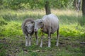 Female sheep with newborn lamb in lush green meadow in Spring Time Royalty Free Stock Photo
