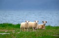 Female sheep with two lambs on the peninsula Melrakkasletta Royalty Free Stock Photo