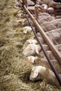 Female sheeps in sheepfold Royalty Free Stock Photo