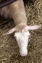 Female sheeps in sheepfold Royalty Free Stock Photo