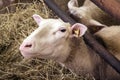 Female sheeps in sheepfold Royalty Free Stock Photo