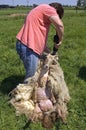 Female sheepshearer shears a sheep Royalty Free Stock Photo