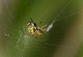 Female Sheetweaver spider with prey Royalty Free Stock Photo