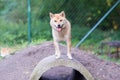 Female shiba inu dog Royalty Free Stock Photo