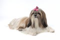 Female Shih Tzu dog Royalty Free Stock Photo