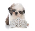 female shih tzu puppy laying inside tiara