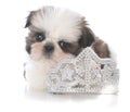 female shih tzu puppy laying inside tiara