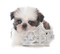 female shih tzu puppy laying inside tiara