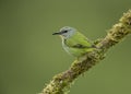 Female Shining Honeycreeper, Costa Rica