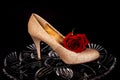 Female Shoe and rose Royalty Free Stock Photo