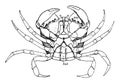 Female Shore Crab, vintage illustration