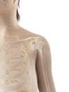 The female shoulder bones Royalty Free Stock Photo