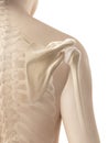 The female shoulder - skeletal anatomy Royalty Free Stock Photo