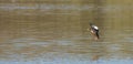 Female Shoveler Duck