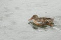 A female Shoveler duck, Anas clypeata, swimming on a lake in the pouring rain.