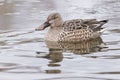 A female shoveler duck