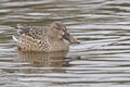 A female shoveler duck