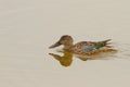 Female shoveler duck swimming at a lake