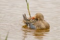 Female shoveler duck swimming at a lake