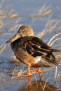 Female Shoveler Duck