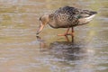 A female shoveler duck walking on the ice on the cemetery lake Southampton Common