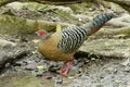 Female Siamese Fireback Royalty Free Stock Photo