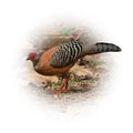 Female Siamese fireback standing still looking into a distance Royalty Free Stock Photo
