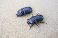 Female Siamese rhinoceros beetle on brown floor Royalty Free Stock Photo