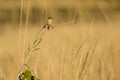 Female Siberian Common Stonechat