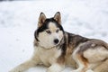 A female Siberian husky lies in the snow.