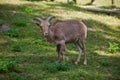 Female Siberian mountain goat