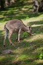 Female Siberian mountain goat