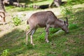 Female Siberian mountain goat