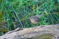 Siberian Rubythroat